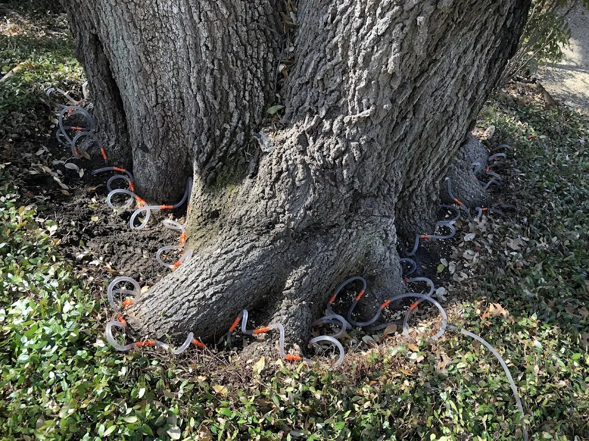 Detailed Tree Cabling and Bracing job site in El Paso