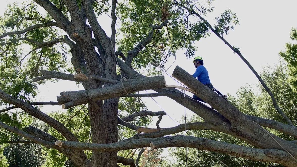 Professional Crown Thinning performed by certified arborists in El Paso