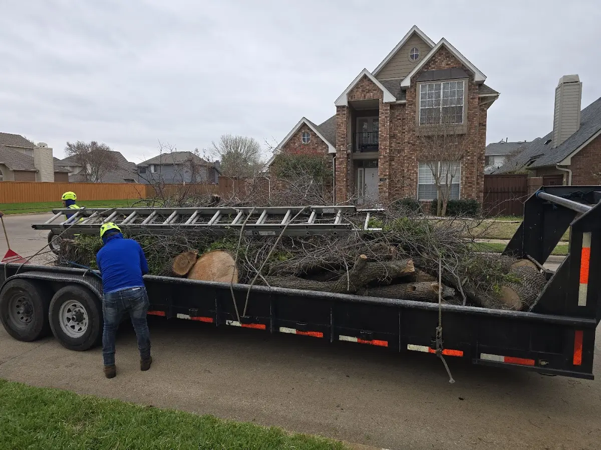 Expert Tree Pest Control with proper safety equipment in El Paso